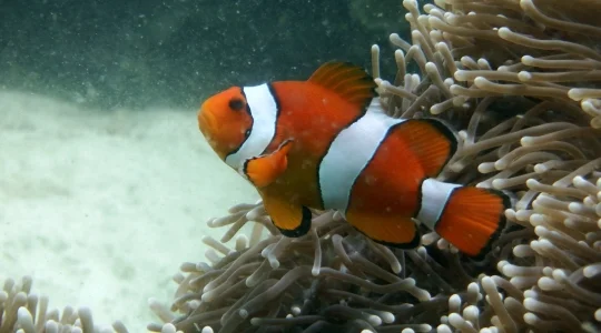 シュノーケリング